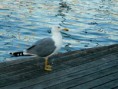 /album/foto-barcelona/a11-la-rambla-13-jpeg/